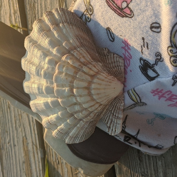 Lions Paw GIANT scallop shell 🐚 Nodiprctin Nodosus RARE big shell #beach - Picture 2 of 5